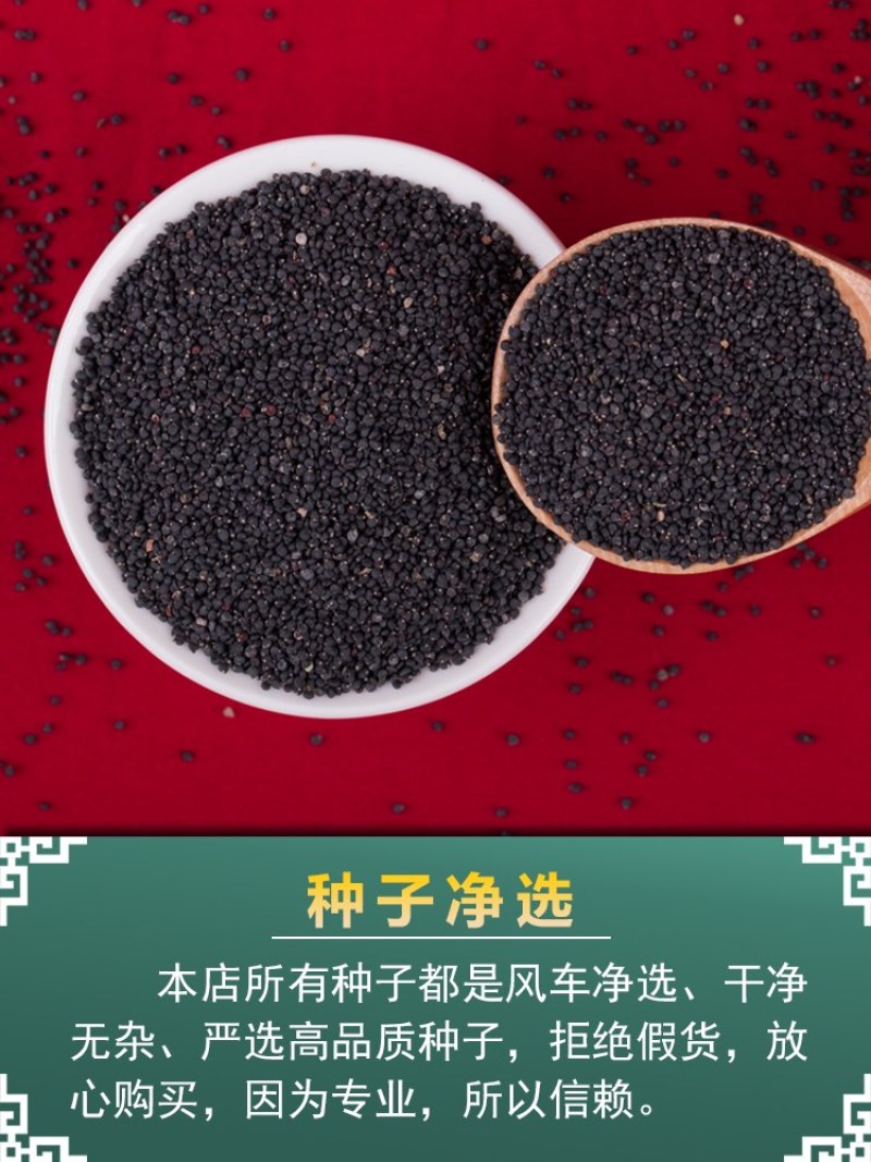 马齿笕种子，野菜马齿菜种子，马齿苋种子基地直销