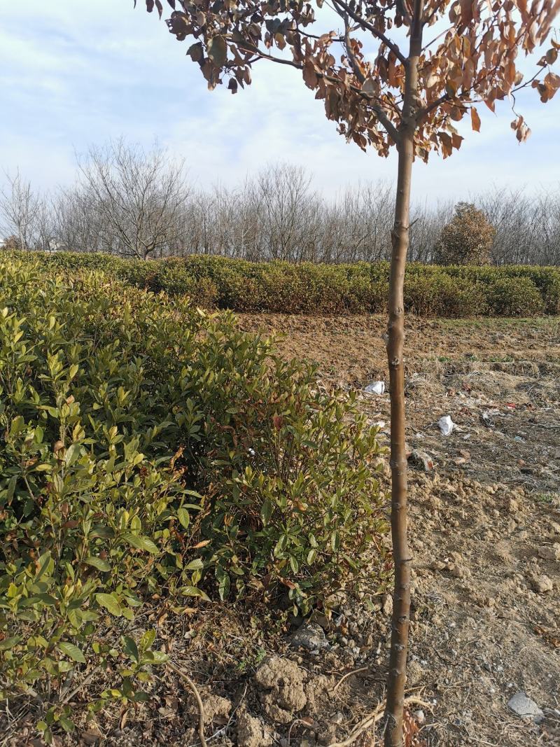 自家种植的栀子花销售