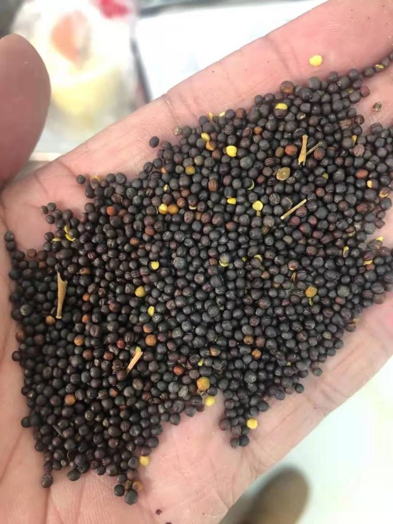 内蒙呼伦贝尔油菜籽，大量出货中，全国发货