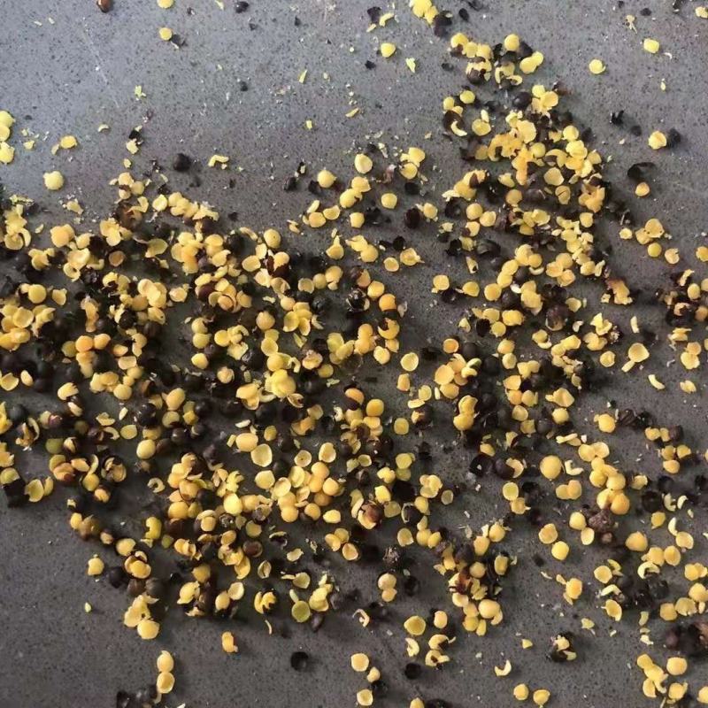 内蒙呼伦贝尔油菜籽，大量出货中，全国发货