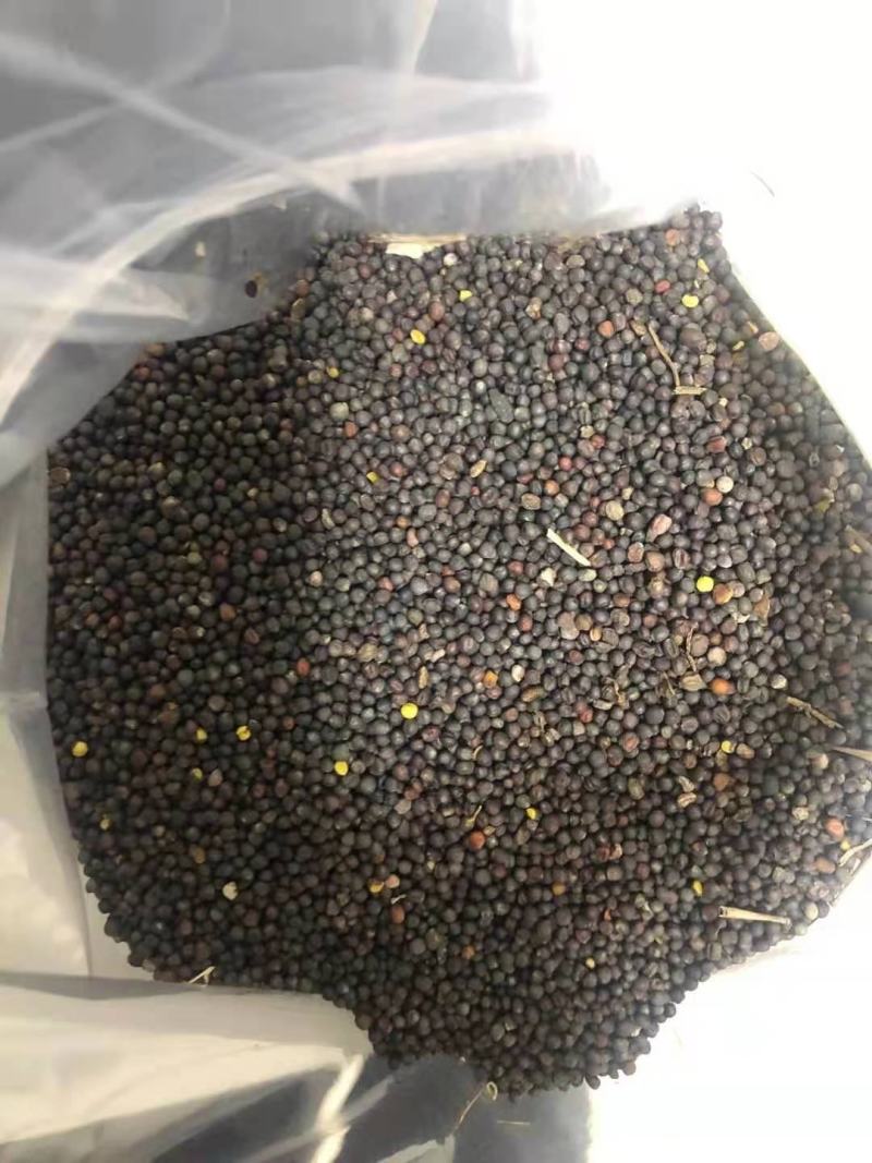 内蒙呼伦贝尔油菜籽，大量出货中，全国发货