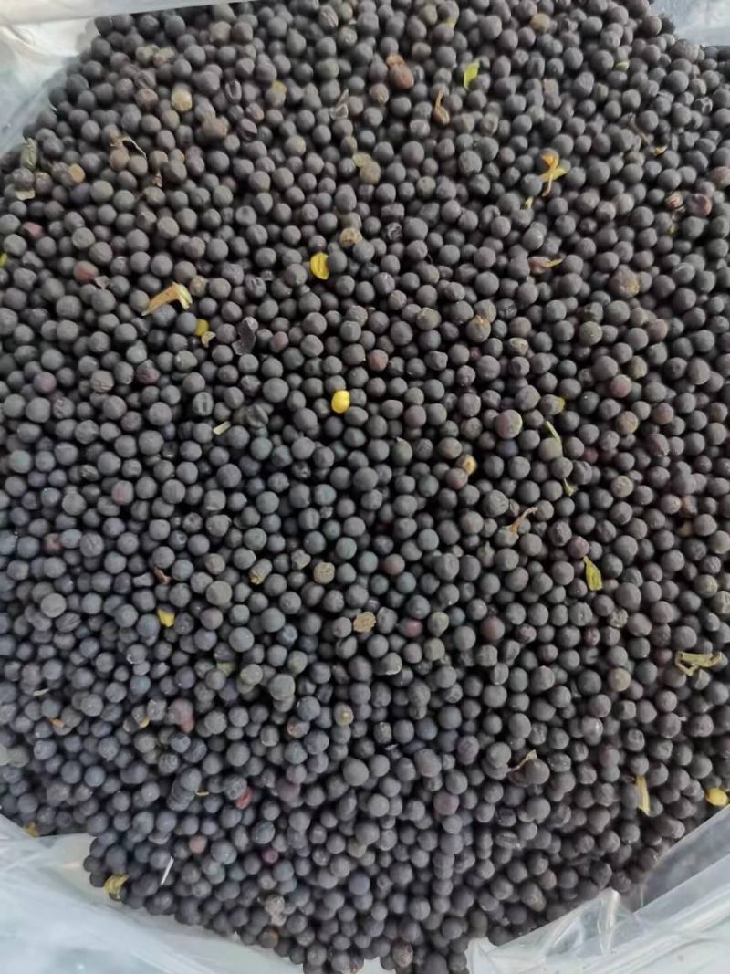 内蒙呼伦贝尔油菜籽，大量出货中，全国发货