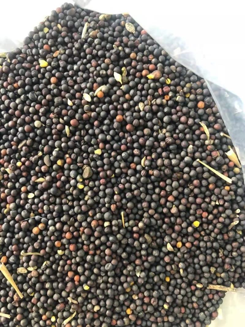 内蒙呼伦贝尔油菜籽，大量出货中，全国发货
