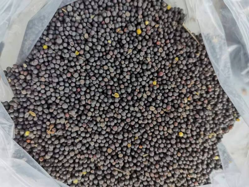 内蒙呼伦贝尔油菜籽，大量出货中，全国发货