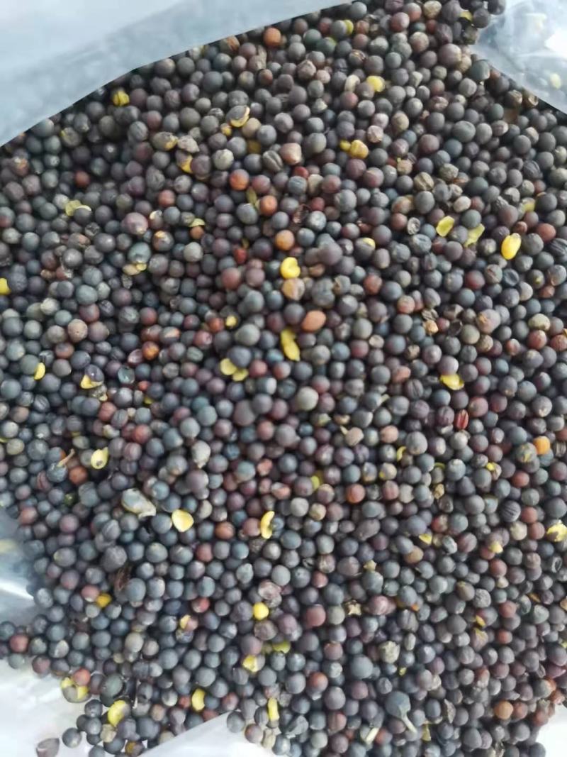 内蒙呼伦贝尔油菜籽，大量出货中，全国发货