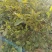 自家种植的栀子花销售