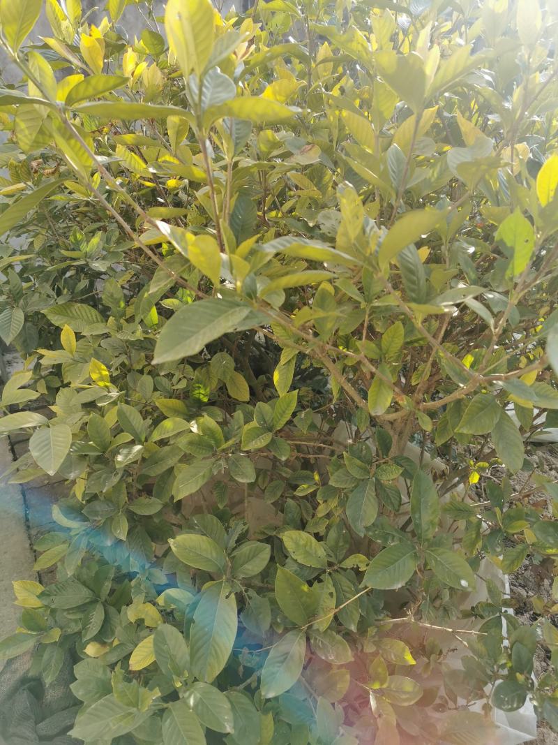 自家种植的栀子花销售