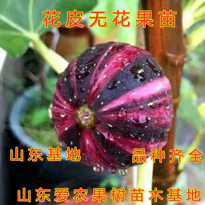 文仙果无花果苗南北方种植成活率高好养易活各种品种