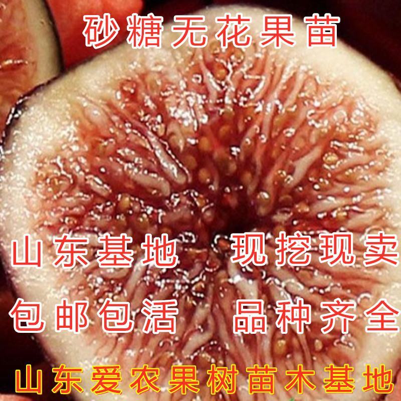 文仙果无花果苗南北方种植成活率高好养易活各种品种