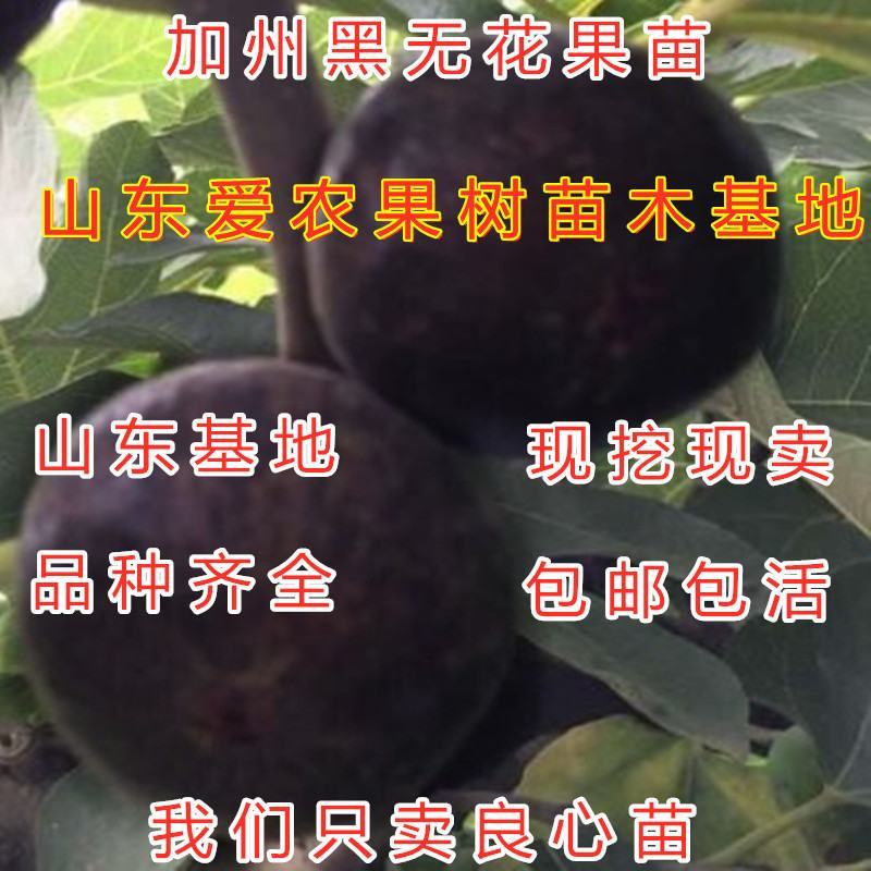 花皮无花果苗盆栽地栽无花果树苗成活率高好养易活果树