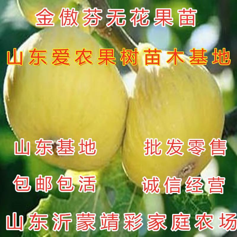 金傲芬无花果苗南北方种植好养易活成活率高好品种苗