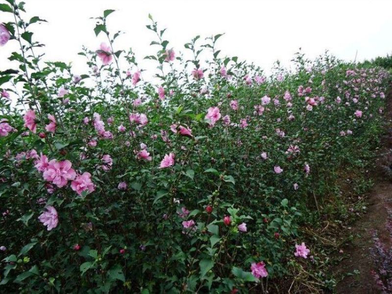 木槿树苗小苗园林绿化工程庭院苗木绿色植物花卉木槿花苗