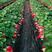 四季草莓苗盆栽带土南北方种植当年结果食用奶油草莓苗