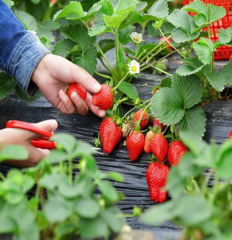 四季草莓苗盆栽带土南北方种植当年结果食用奶油草莓苗