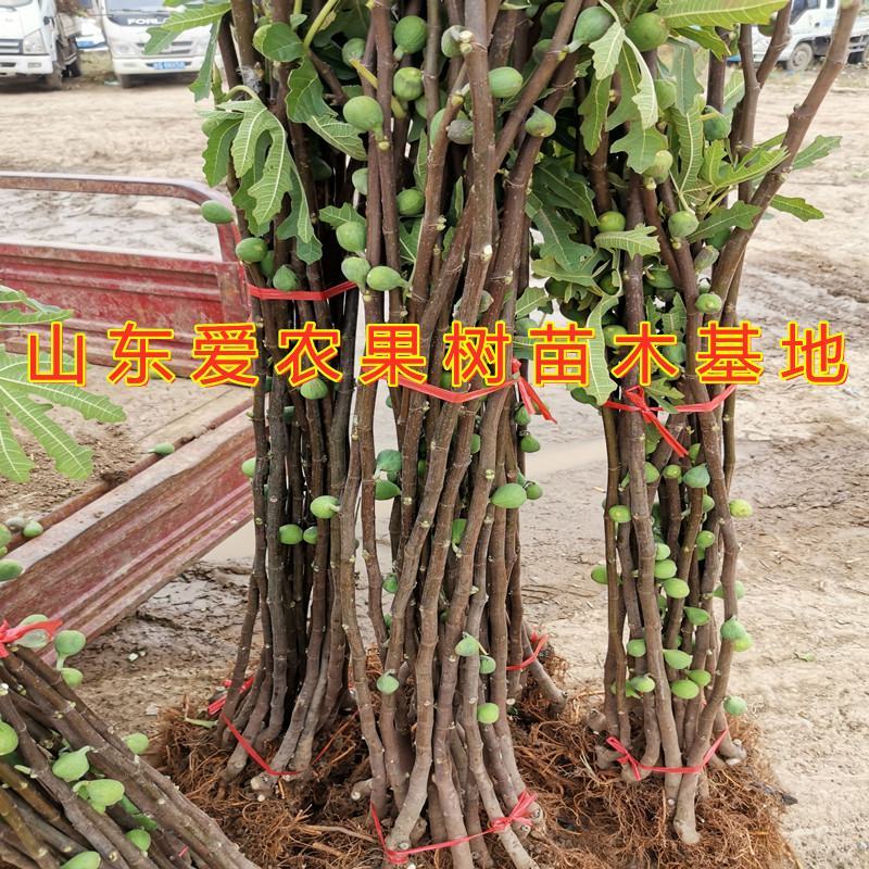 加州黑无花果苗南北方种植好养易活好品种无花果苗