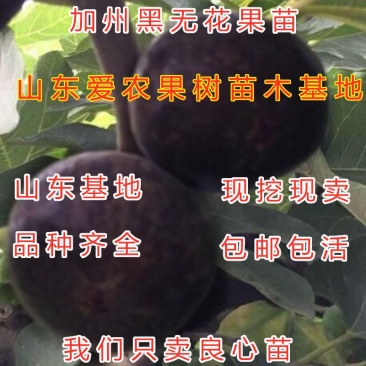 加州黑无花果苗南北方种植好养易活好品种无花果苗