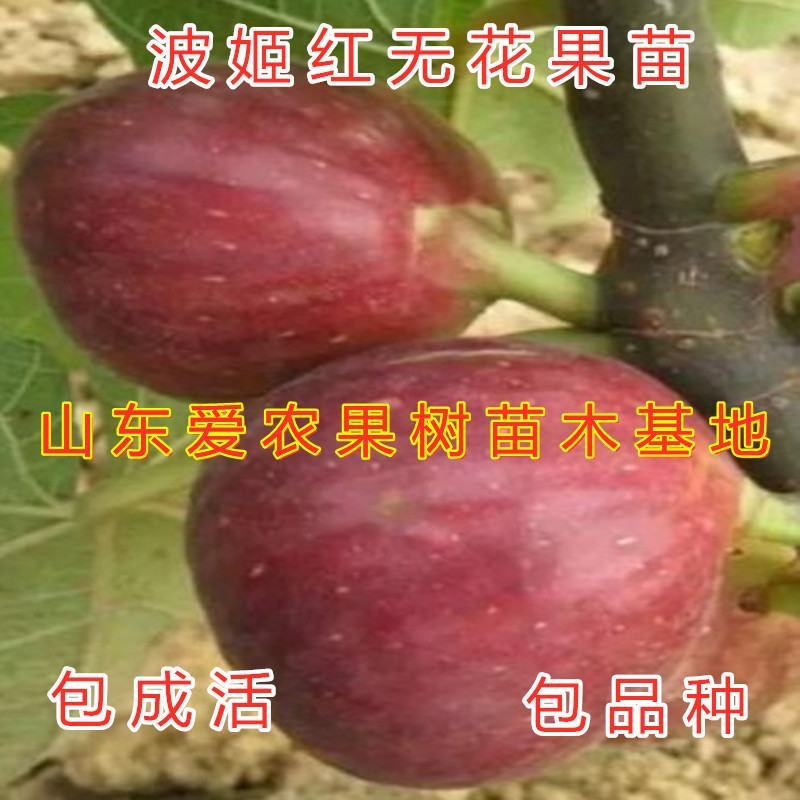 加州黑无花果苗南北方种植好养易活好品种无花果苗