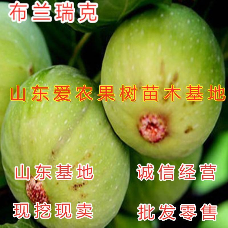 加州黑无花果苗南北方种植好养易活好品种无花果苗