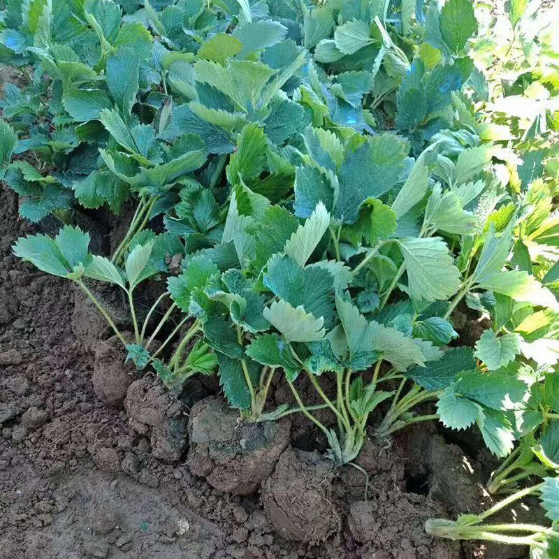 四季草莓苗盆栽带土南北方种植当年结果食用奶油草莓苗