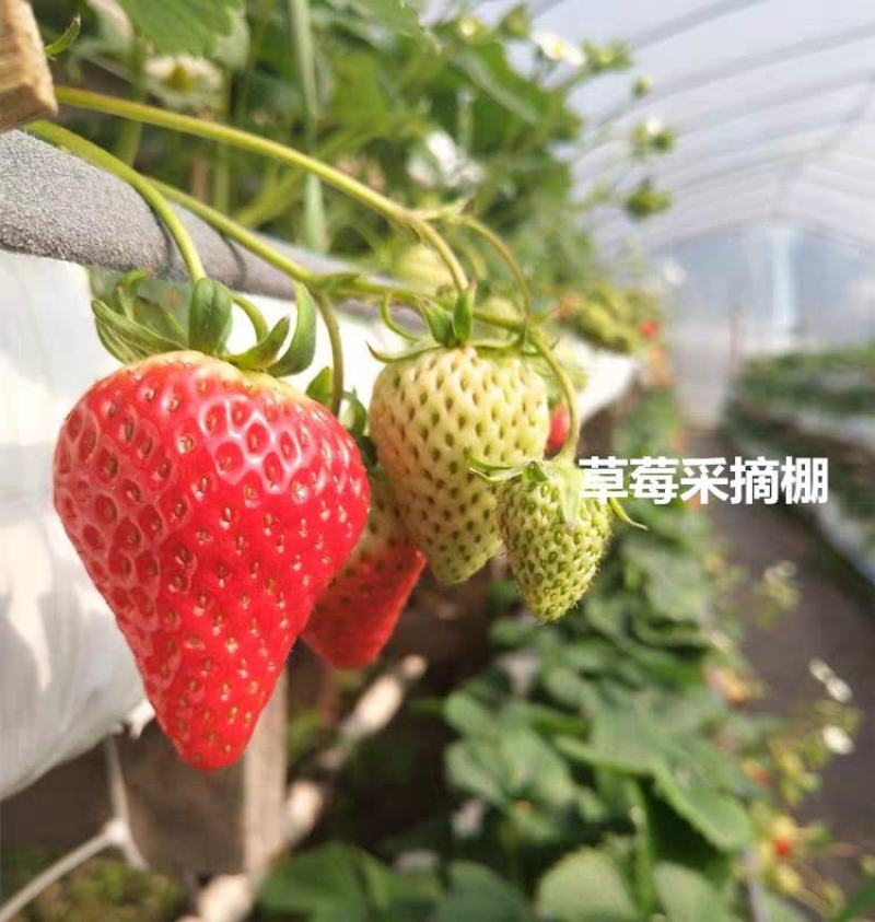 四季草莓苗盆栽带土南北方种植当年结果食用奶油草莓苗