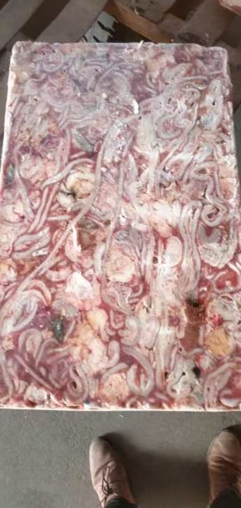 鸡肠，白羽大肉食鸡肠，质量好价格低，养鱼用好饲料