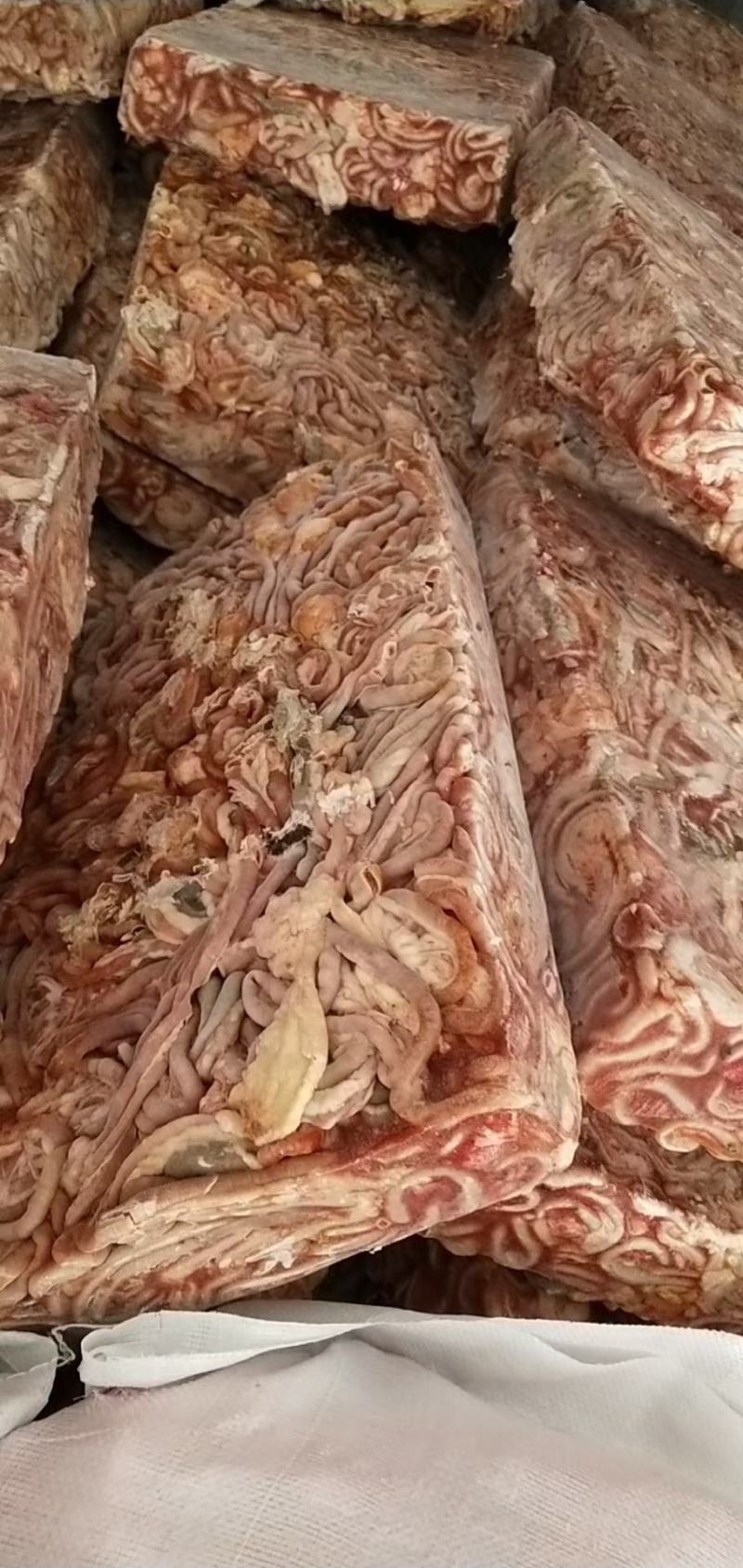 鸡肠，白羽大肉食鸡肠，质量好价格低，养鱼用好饲料