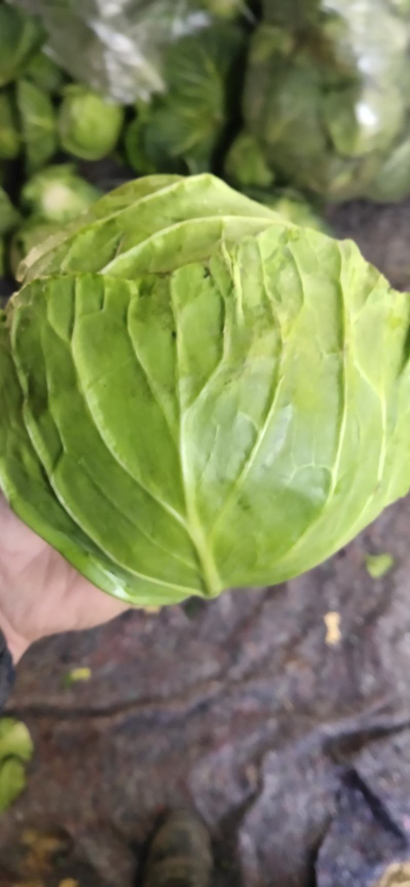 代卖，代卖，湖北斯特丹甘蓝到邯郸市场了，