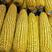 金庆808玉米种子，超吨玉米产量，抗性突出
