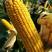 金庆808玉米种子，超吨玉米产量，抗性突出