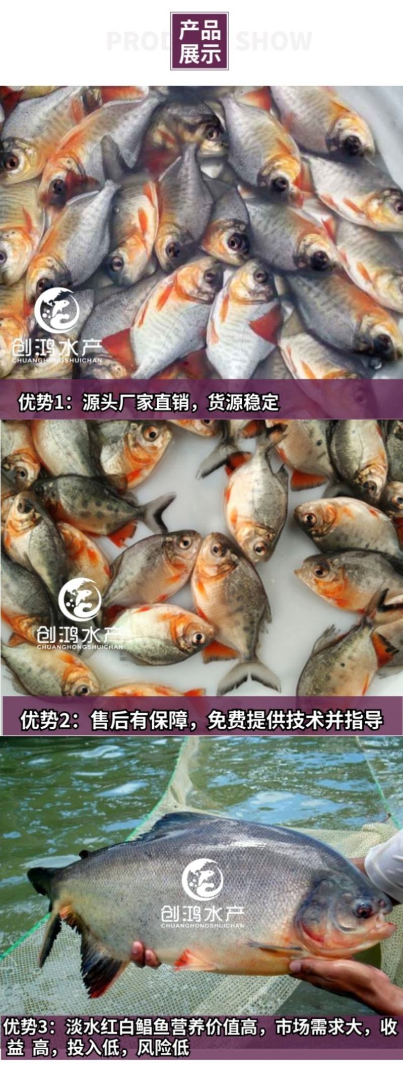 【2023新苗】淡水白鲳鱼苗红鲳鱼苗鲳鱼苗淡水养殖
