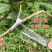 嫁接专用膜嫁接绑带果树苗包扎带无需打结自粘性缠绕膜