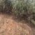 油松，大田油松，造形油松，山地油松，湿地松