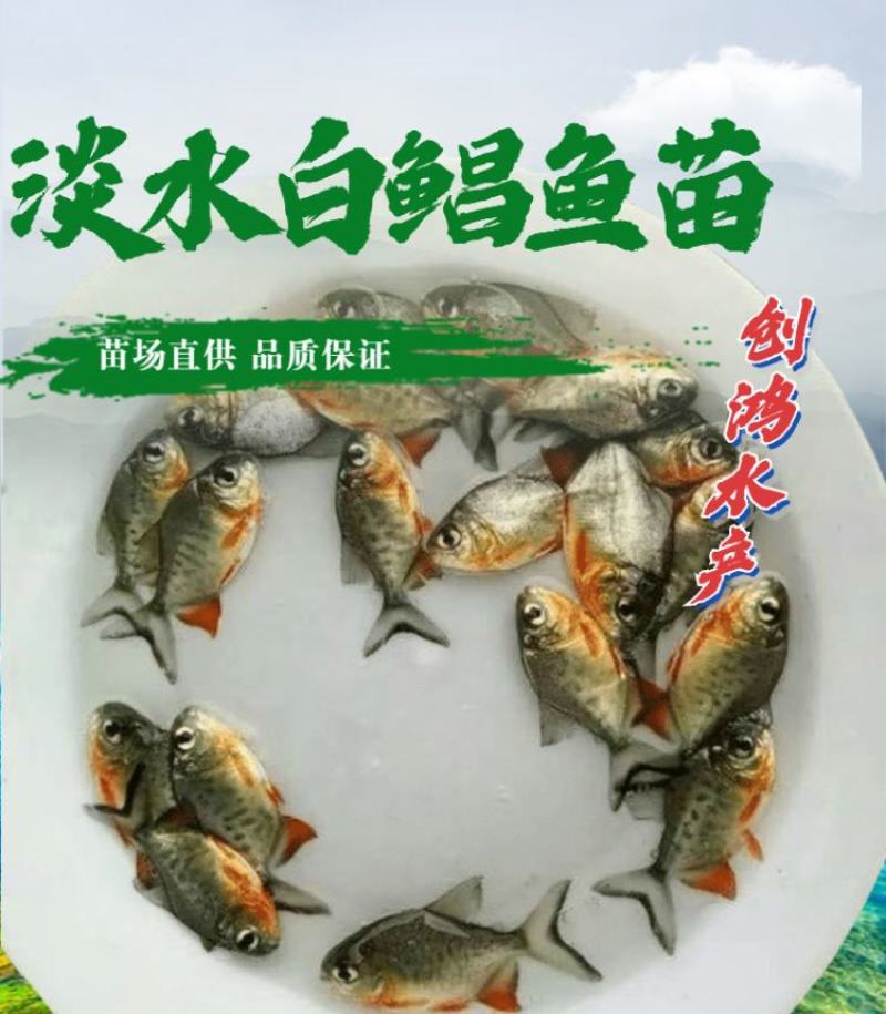 【2023新苗】淡水白鲳鱼苗红鲳鱼苗鲳鱼苗淡水养殖