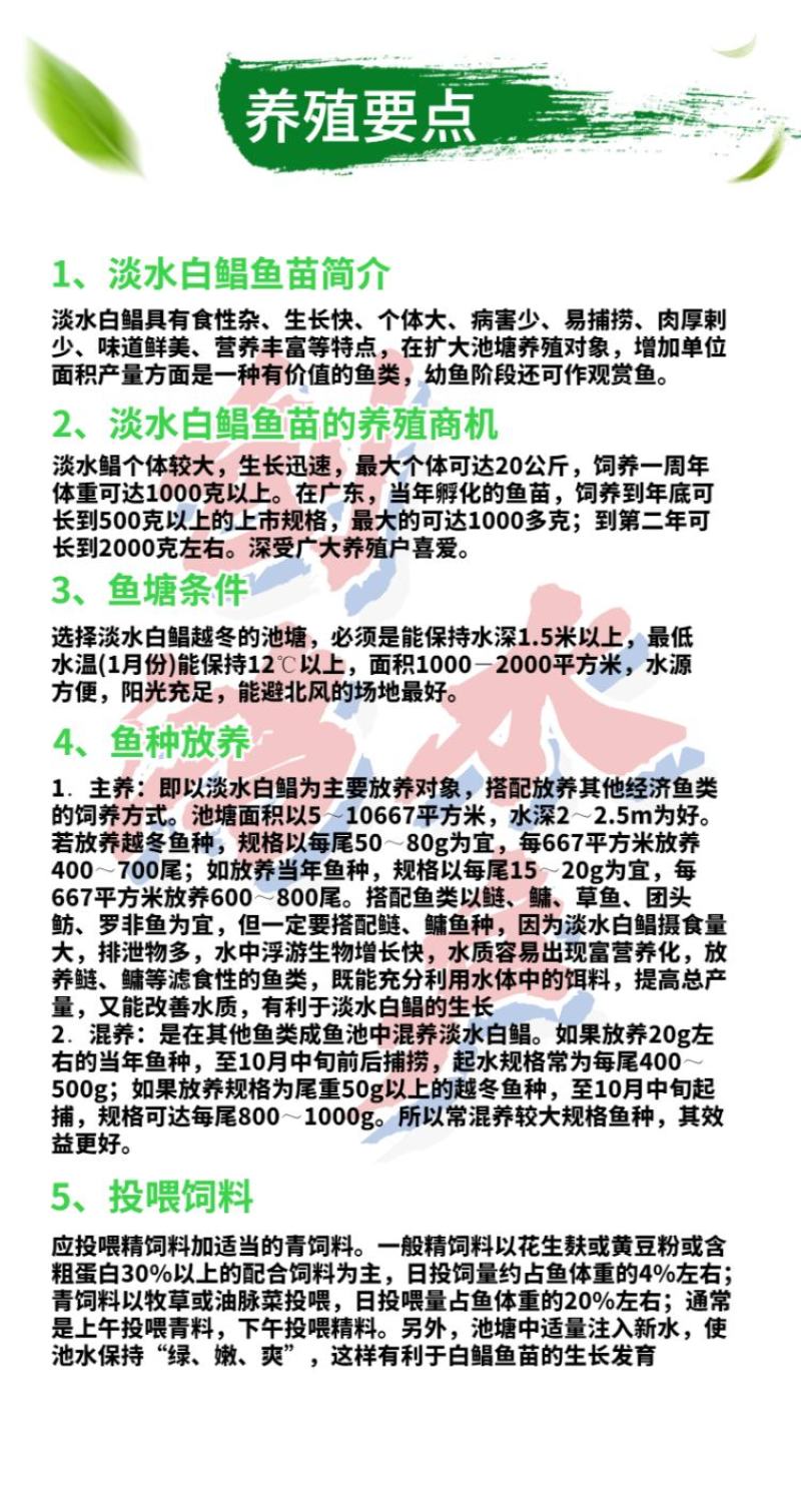 【2023新苗】淡水白鲳鱼苗红鲳鱼苗鲳鱼苗淡水养殖