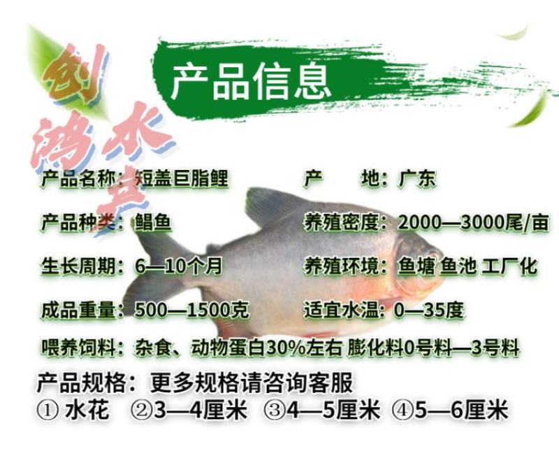 【2023新苗】淡水白鲳鱼苗红鲳鱼苗鲳鱼苗淡水养殖