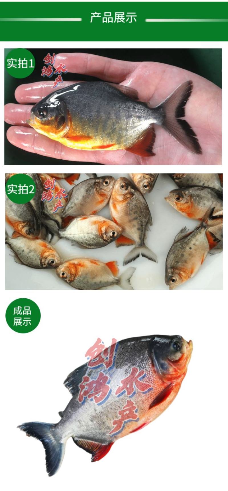 【2023新苗】淡水白鲳鱼苗红鲳鱼苗鲳鱼苗淡水养殖