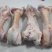 牛棒骨，清真，都是纯圆棒不带肉熬汤，大量现货，吨起谈价