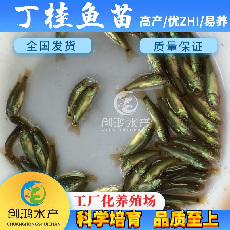 【2023新苗】丁桂鱼鱼苗欧洲丁鱥鱼苗丁桂鱼水花供应