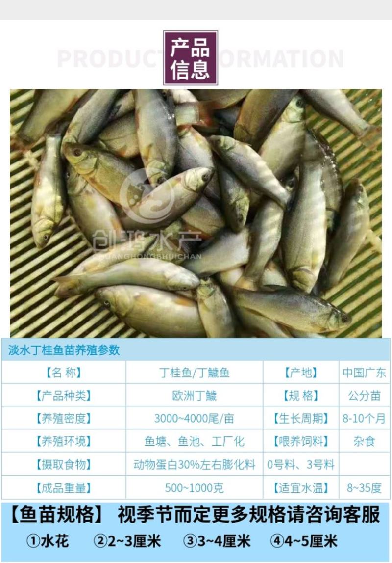 2023新苗优质丁桂鱼鱼苗欧洲丁鱥鱼苗食用观赏鱼