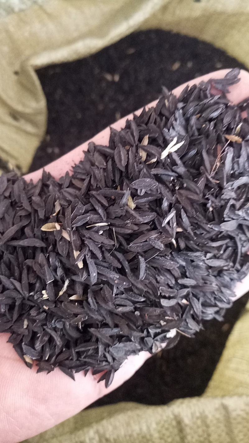 新产知母种子知母籽，5斤以上非边远地区包邮，