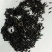 新产知母种子知母籽，5斤以上非边远地区包邮，