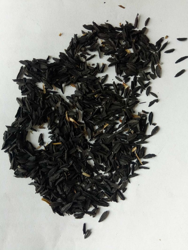 新产知母种子知母籽，5斤以上非边远地区包邮，