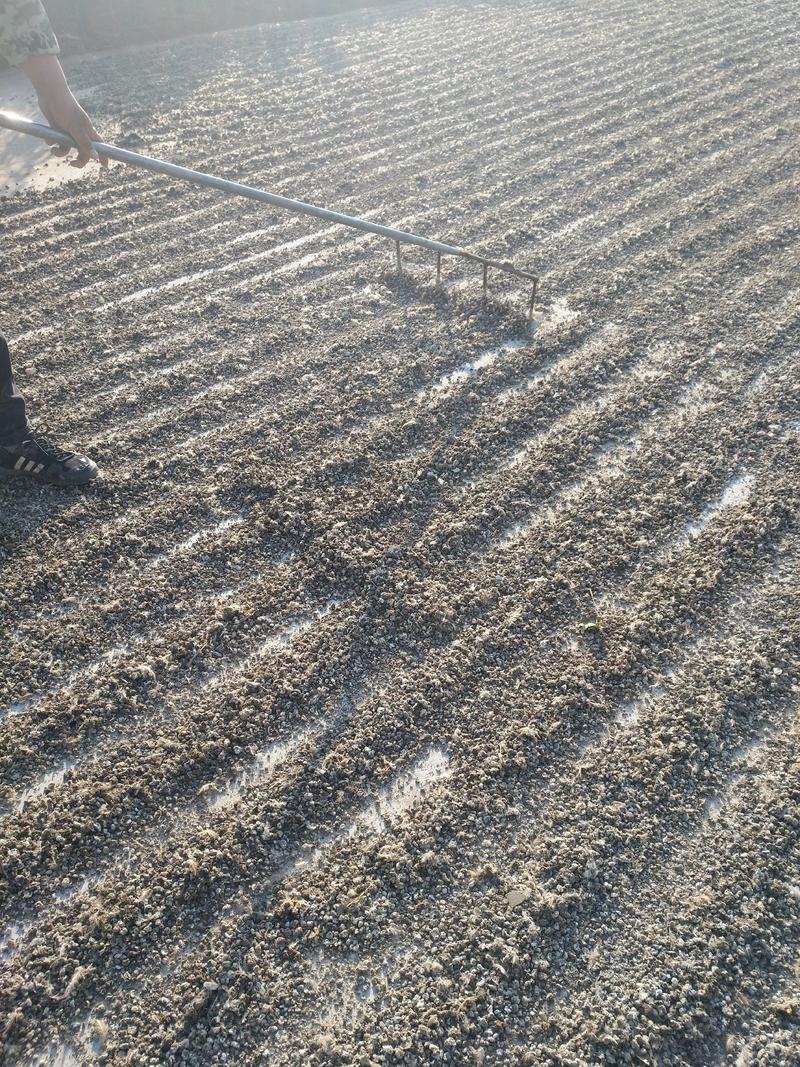 河南焦作水泥地面晒干颗粒有机肥鹌鹑粪富含氮磷钾微量元素