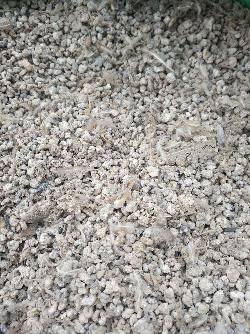 河南焦作水泥地面晒干颗粒有机肥鹌鹑粪富含氮磷钾微量元素