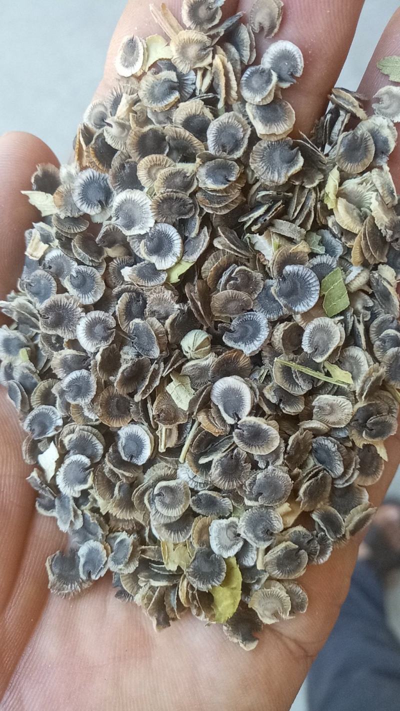 新产蜀葵种子熟季花籽一丈红多年生可在线交易