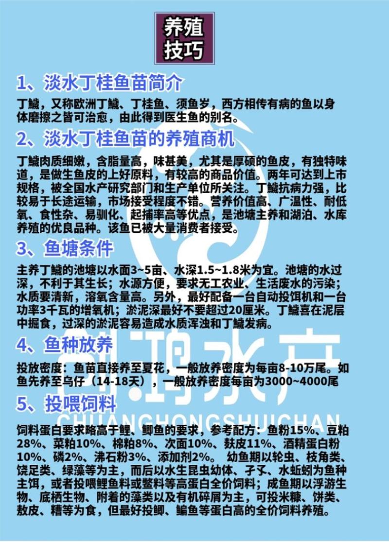 2023新苗优质丁桂鱼鱼苗欧洲丁鱥鱼苗食用观赏鱼