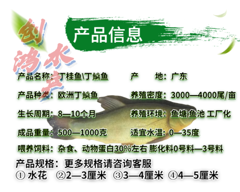 2023新苗优质丁桂鱼鱼苗欧洲丁鱥鱼苗食用观赏鱼