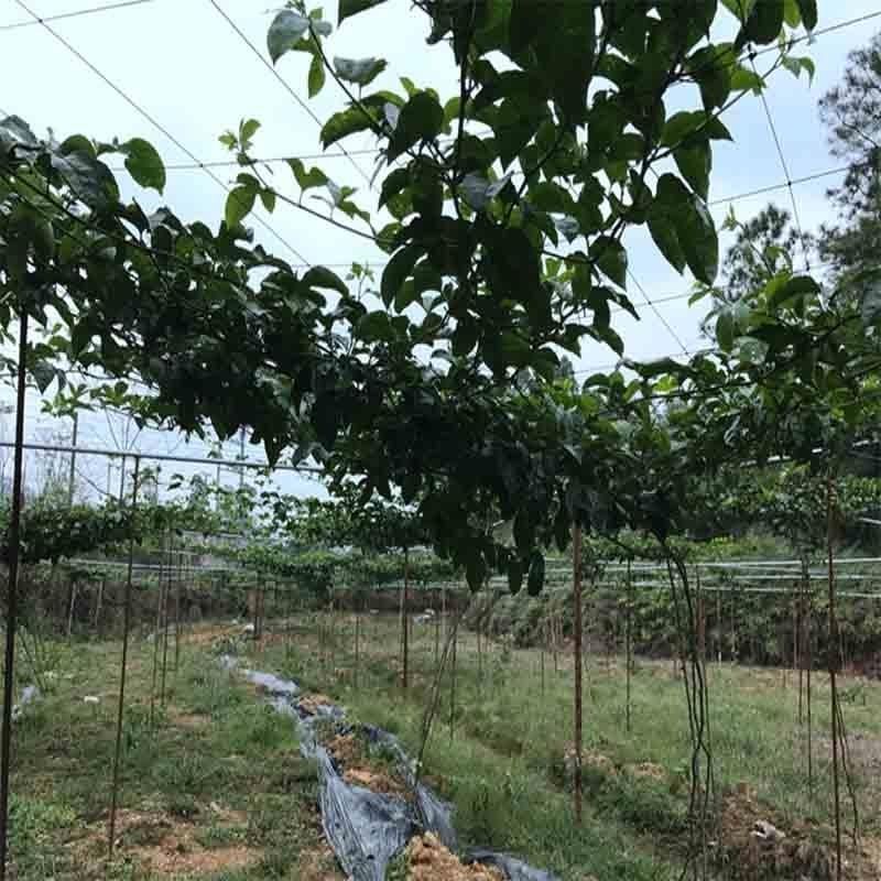 （包邮）百香果搭架专用网黄瓜果爬藤果蔬爬藤网