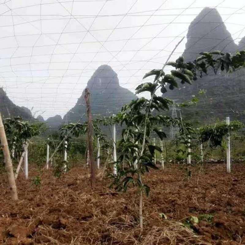 （包邮）百香果搭架专用网黄瓜果爬藤果蔬爬藤网