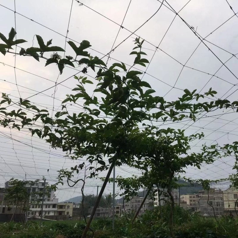 （包邮）百香果搭架专用网黄瓜果爬藤果蔬爬藤网